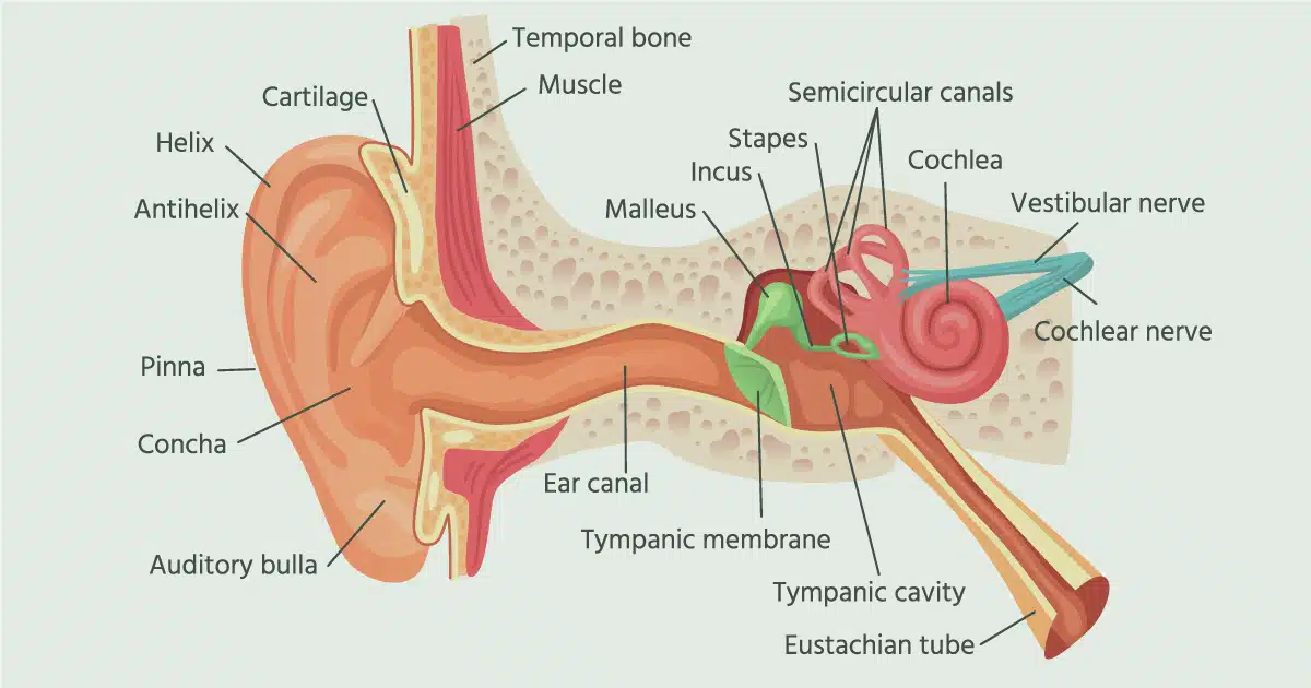 Vestibular System Diagram Labeled